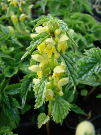 Gajowiec żółty 'Hermans Pride' Lamium galeobdolon