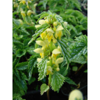 Gajowiec żółty 'Hermans Pride' Lamium galeobdolon