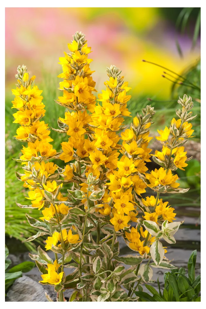 tojeść, tojeść Alexander, Lysimachia