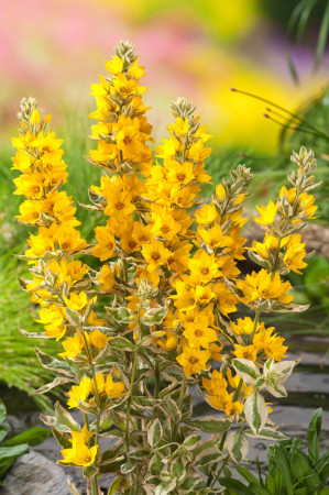 tojeść, tojeść Alexander, Lysimachia