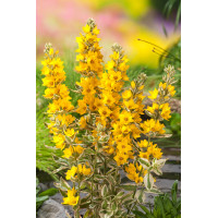 tojeść, tojeść Alexander, Lysimachia