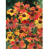 Dzielżan ogrodowy 'Moerheim Beauty' Helenium