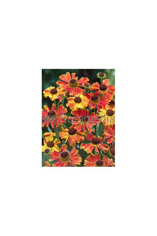 Dzielżan ogrodowy 'Moerheim Beauty' Helenium