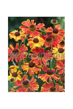 Dzielżan ogrodowy 'Moerheim Beauty' Helenium