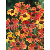 Dzielżan ogrodowy 'Moerheim Beauty' Helenium