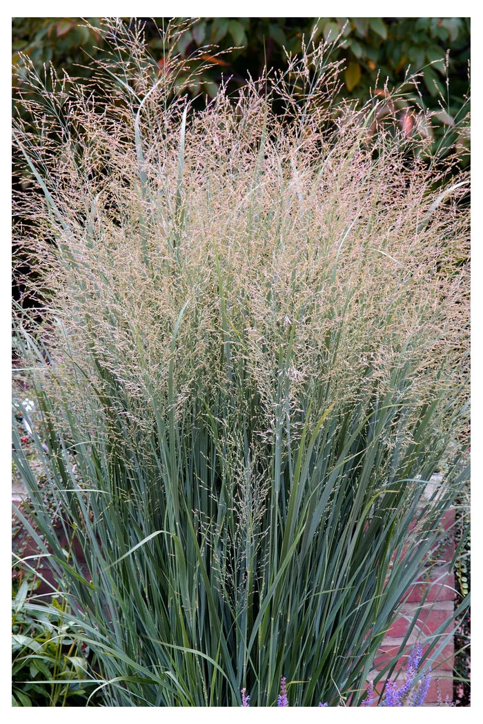 Proso rózgowate 'Heavy Metal' | Panicum virgatum