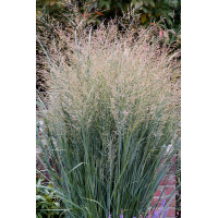 Proso rózgowate 'Heavy Metal' | Panicum virgatum