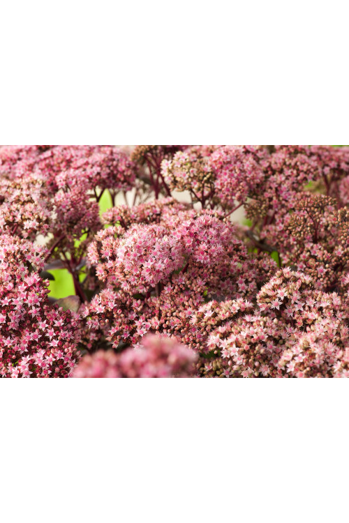 Rozchodnik okazały 'Matrona' | Sedum spectabile
