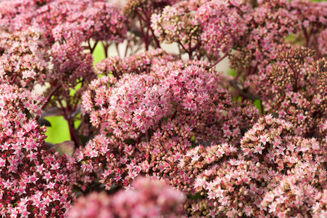 Rozchodnik okazały 'Matrona' | Sedum spectabile
