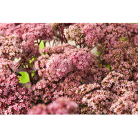 Rozchodnik okazały 'Matrona' | Sedum spectabile