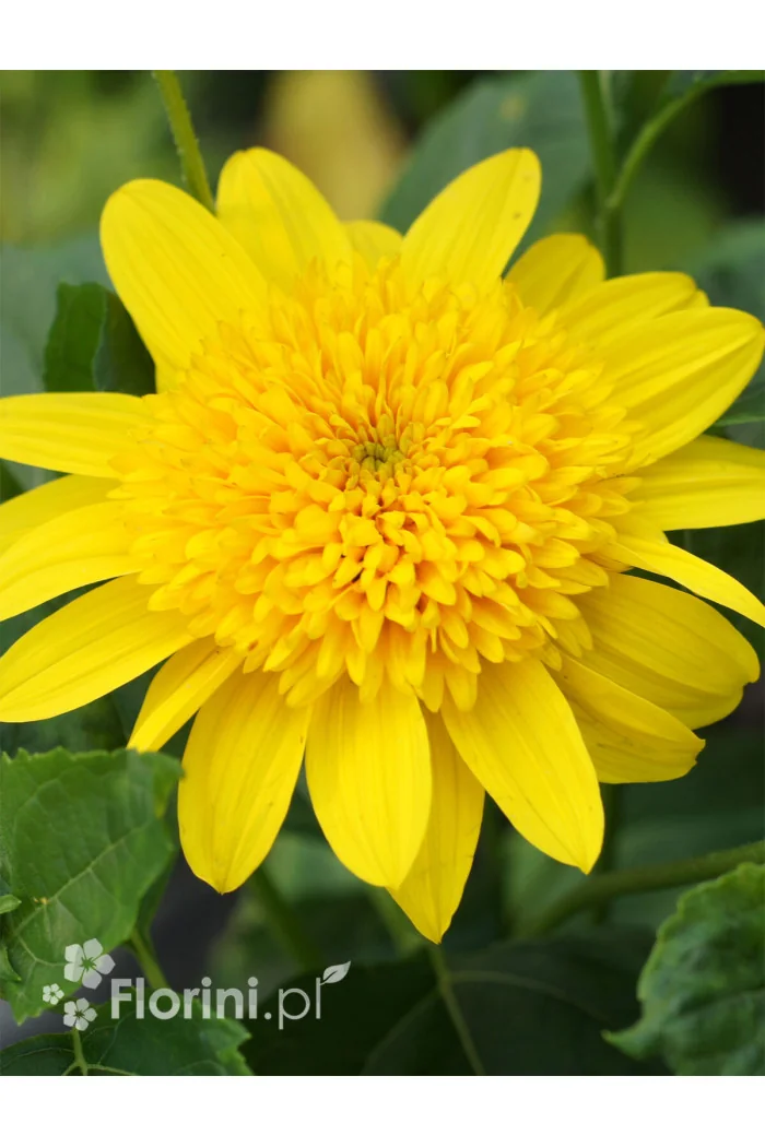 Słoneczniczek 'Double Whammy' Helianthus