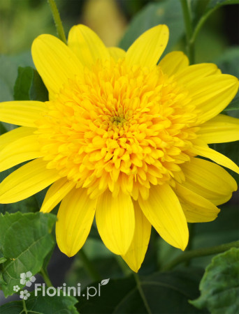Słoneczniczek 'Double Whammy' Helianthus