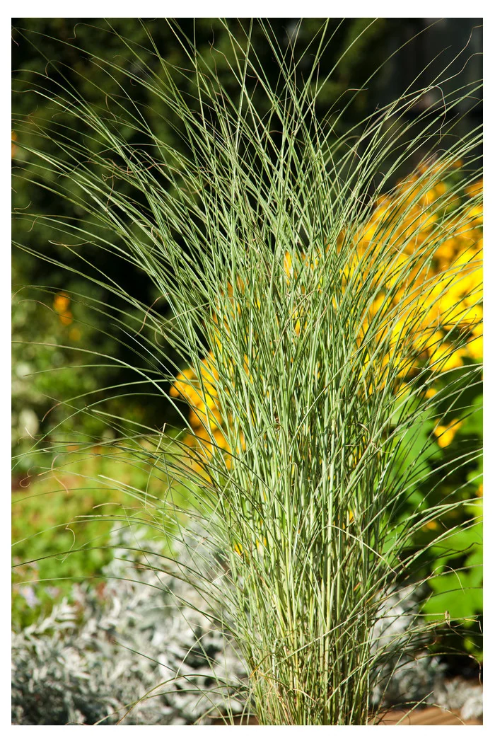 Miskant chiński 'Morning Light' | Miscanthus sinensis