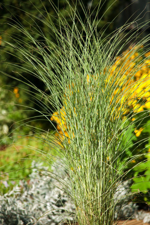 Miskant chiński 'Morning Light' | Miscanthus sinensis