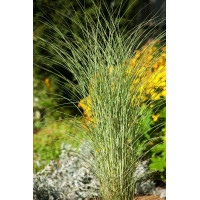 Miskant chiński 'Morning Light' | Miscanthus sinensis