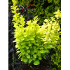 Berberys Thunberga 'Golden Torch' | Berberis thunbergii