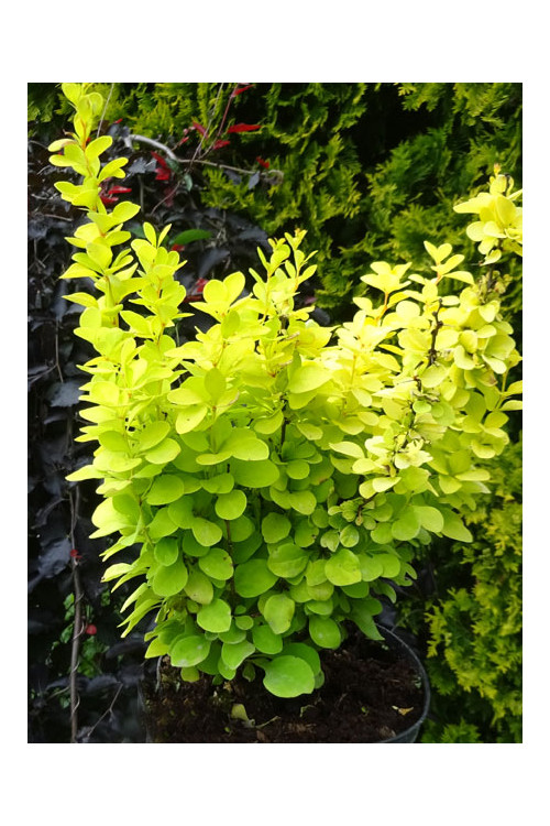 Berberys Thunberga 'Golden Torch' | Berberis thunbergii