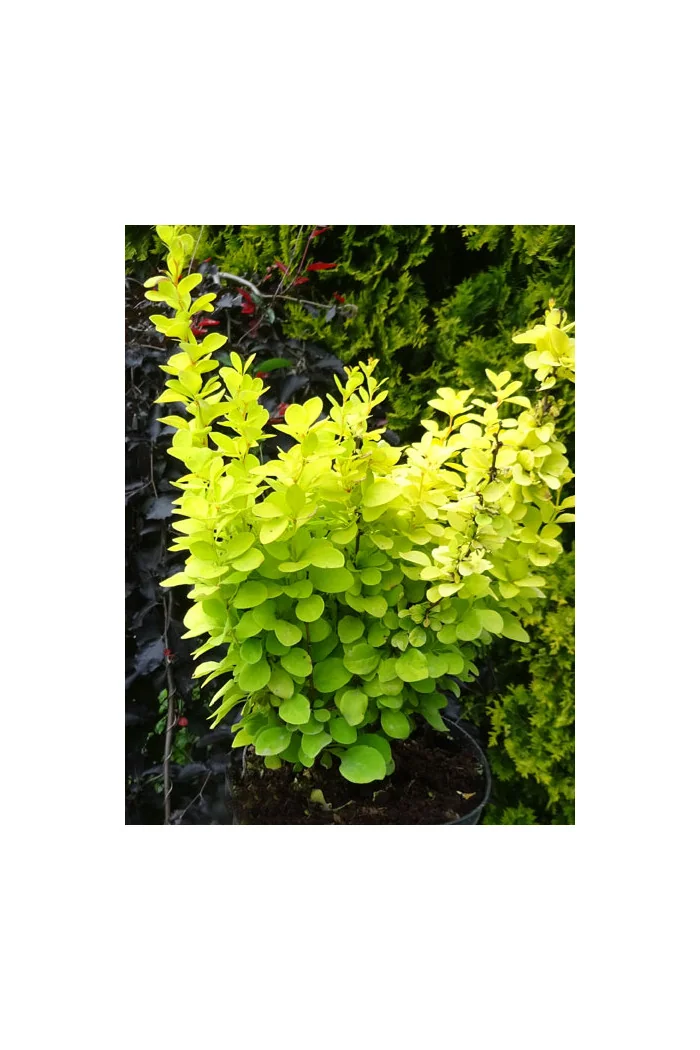 Berberys Thunberga 'Golden Torch' | Berberis thunbergii