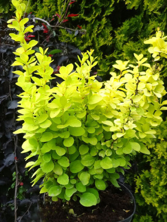 Berberys Thunberga 'Golden Torch' | Berberis thunbergii