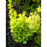 Berberys Thunberga 'Golden Torch' | Berberis thunbergii
