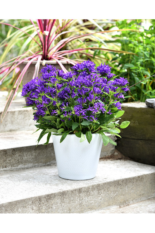 Dzwonek skupiony 'Blue Crown' Campanula glomerata