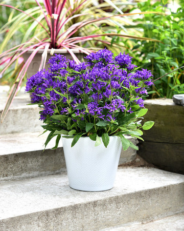 Dzwonek skupiony 'Blue Crown' Campanula glomerata