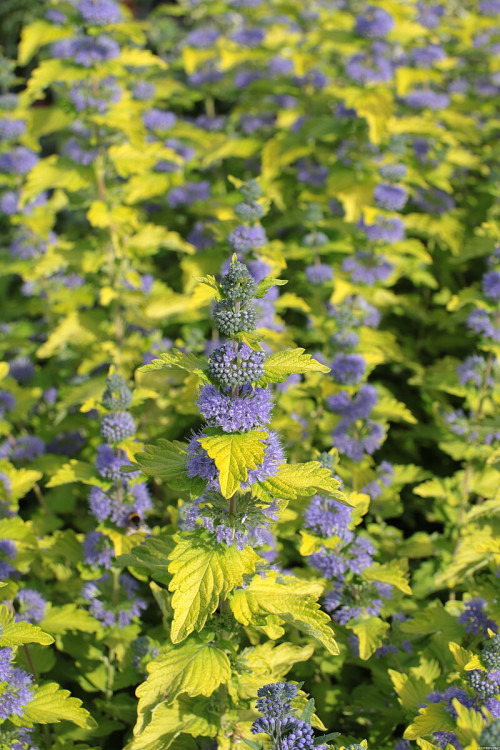 Barbula klandońska 'Hint of Gold' | Caryopteris x clandonensis