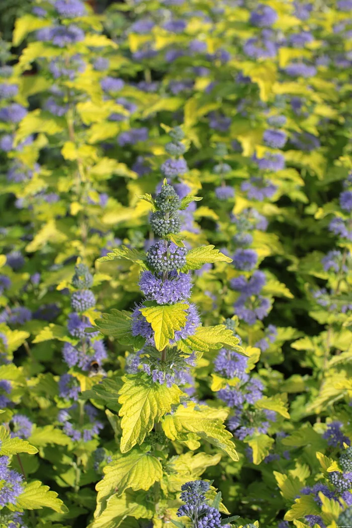 Barbula klandońska 'Hint of Gold' | Caryopteris x clandonensis