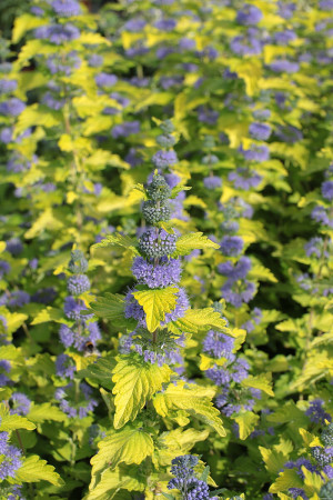 Barbula klandońska 'Hint of Gold' | Caryopteris x clandonensis