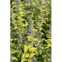 Barbula klandońska 'Hint of Gold' | Caryopteris x clandonensis