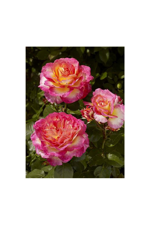 Róża 'Gorgeous National Parks' (wielkokwiatowa, pachnąca) | Rosa