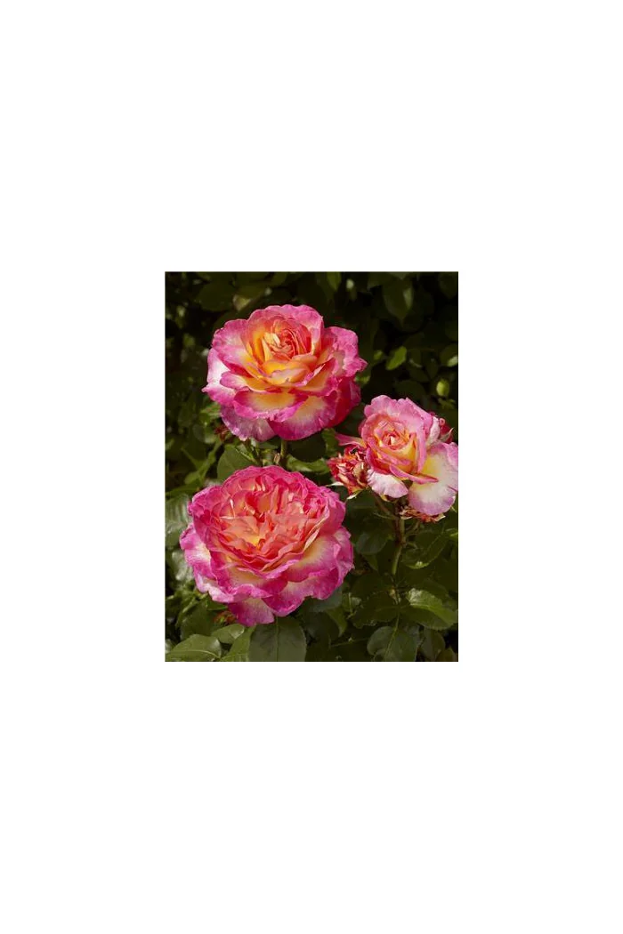 Róża 'Gorgeous National Parks' (wielkokwiatowa, pachnąca) | Rosa