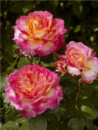 Róża 'Gorgeous National Parks' (wielkokwiatowa, pachnąca) | Rosa