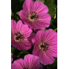 Bodziszek 'Pink Penny' Geranium