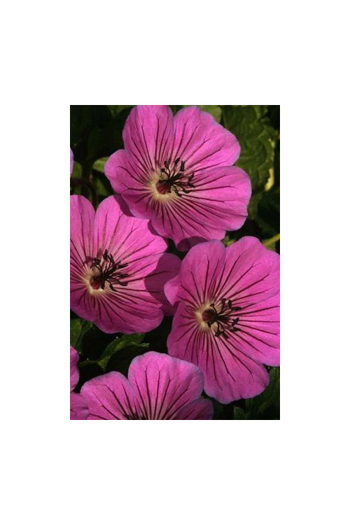 Bodziszek 'Pink Penny' Geranium