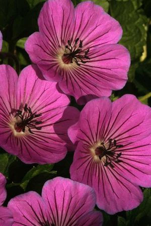 Bodziszek 'Pink Penny' Geranium