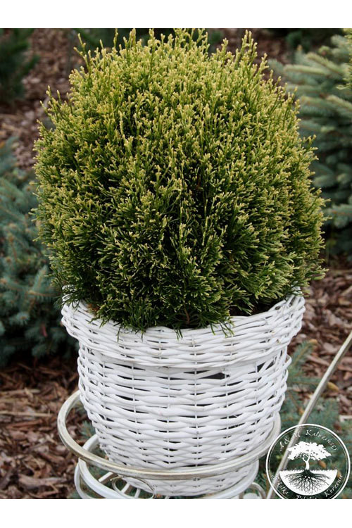 Żywotnik zachodni 'Miss Frosty' Thuja occidentalis