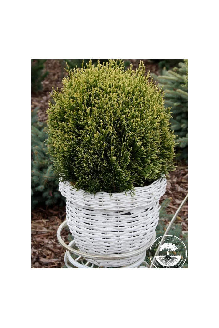 Żywotnik zachodni 'Miss Frosty' Thuja occidentalis