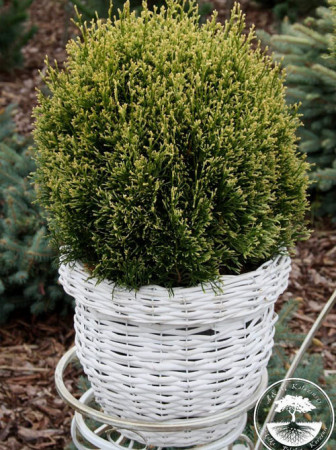 Żywotnik zachodni 'Miss Frosty' Thuja occidentalis