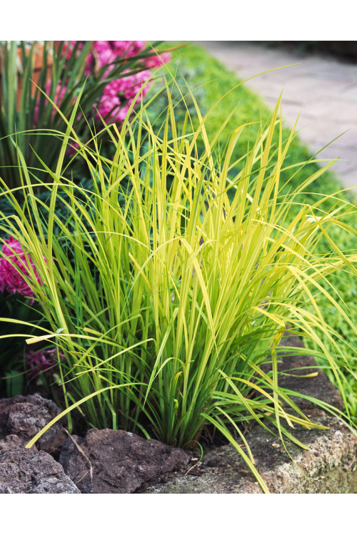 turzyca, turzyca sztywna, carex,