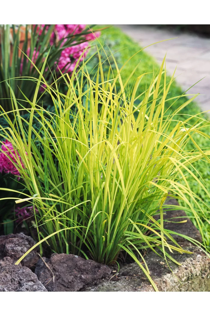 turzyca, turzyca sztywna, carex,