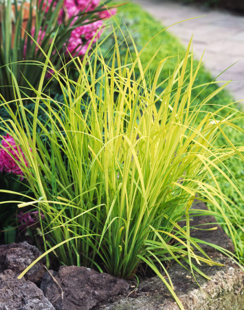 turzyca, turzyca sztywna, carex,