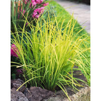 turzyca, turzyca sztywna, carex,