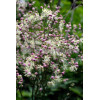 Rutewka 'Elin' | Thalictrum
