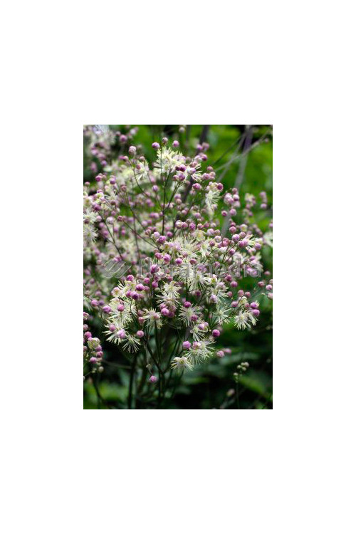 Rutewka 'Elin' | Thalictrum