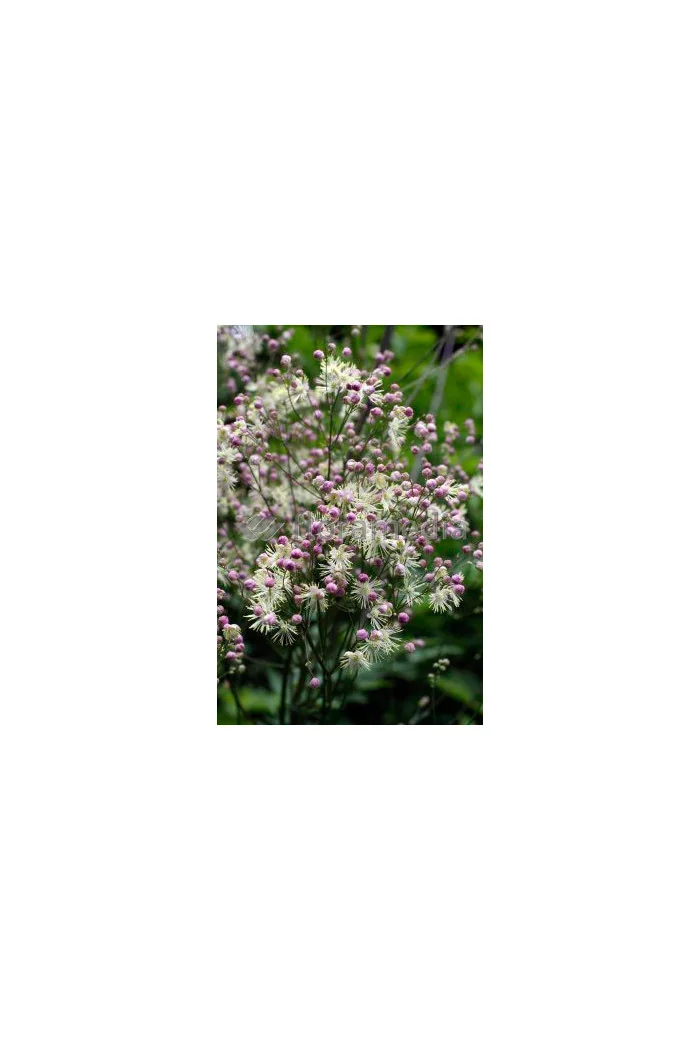 Rutewka 'Elin' | Thalictrum