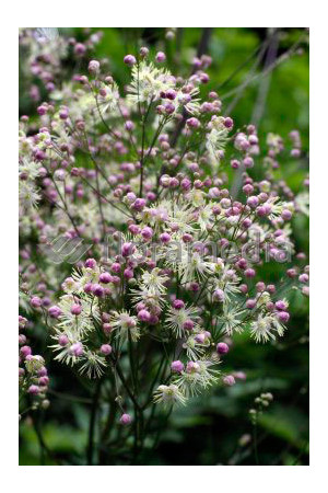 Rutewka 'Elin' | Thalictrum