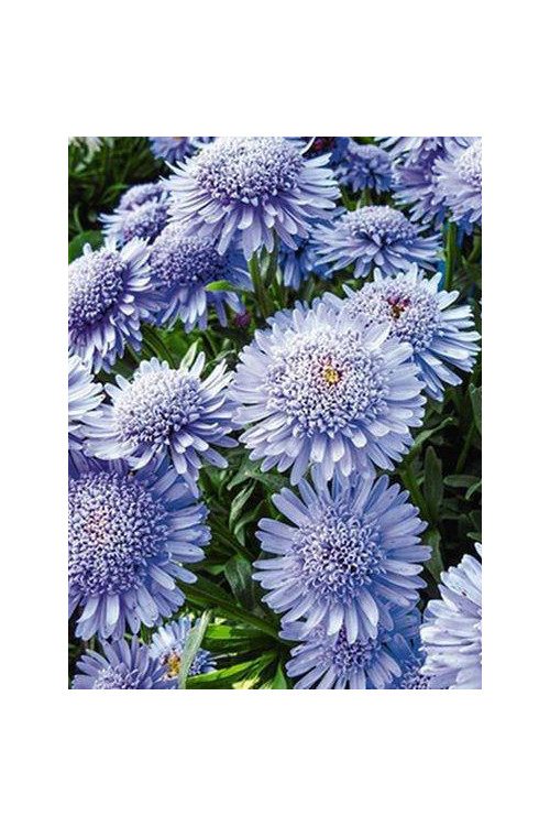 Aster 'X Blue' Aster