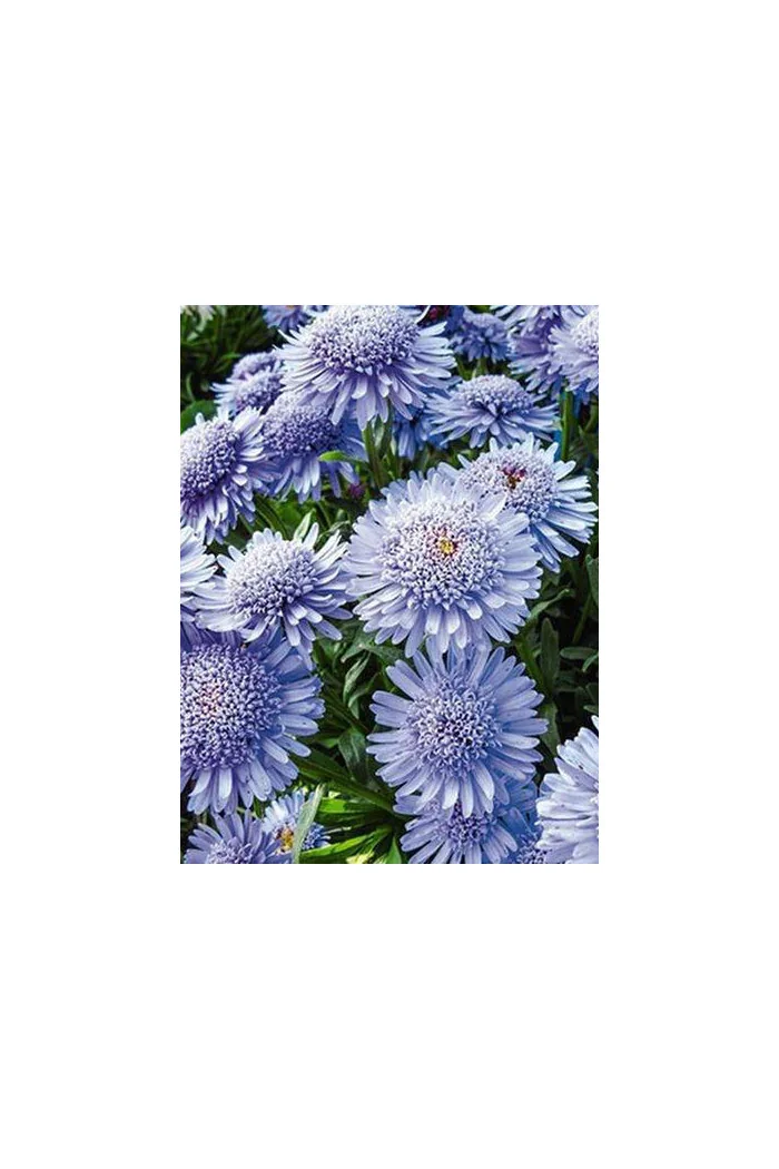 Aster 'X Blue' Aster