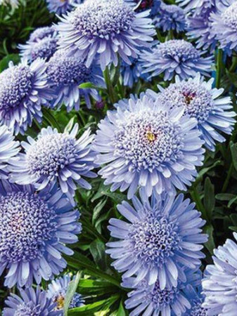 Aster 'X Blue' Aster